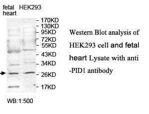Anti-PID1