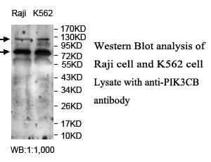 Anti-PIK3CB