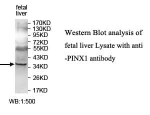 Anti-PINX1