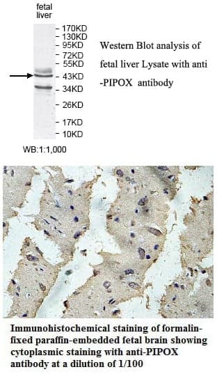Anti-PIPOX