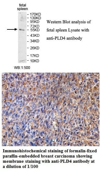 Anti-PLD4