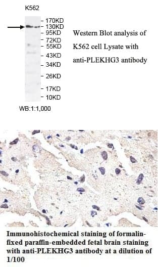 Anti-PLEKHG3