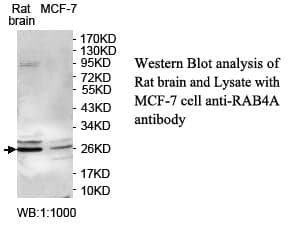 Anti-RAB4A