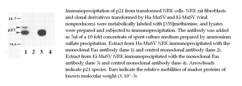 Anti-mouse Ras Monoclonal