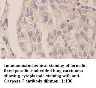 Anti-Caspase 7