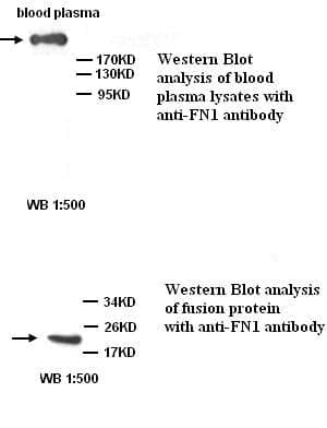 Anti-FN1