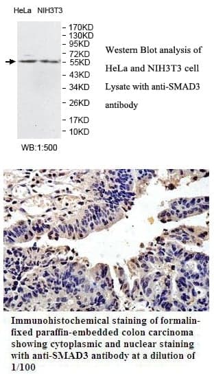 Anti-SMAD3