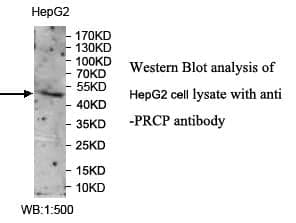 Anti-PRCP