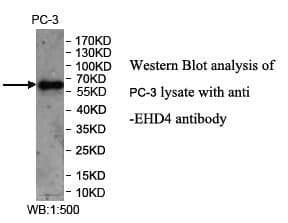 Anti-EHD4