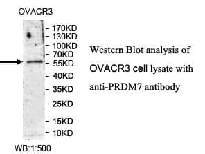 Anti-PRDM7