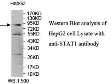 Anti-STAT1