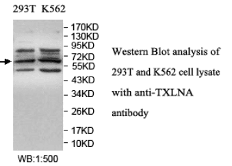 Anti-TXLNA