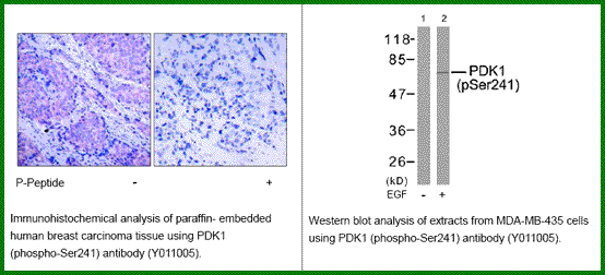 Anti-PDK1 (Phospho-Ser241)