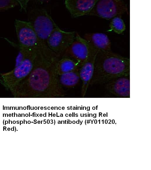 Anti-Rel (Phospho-Ser503)