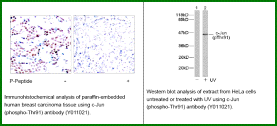 Anti-c-Jun (Phospho-Thr91)