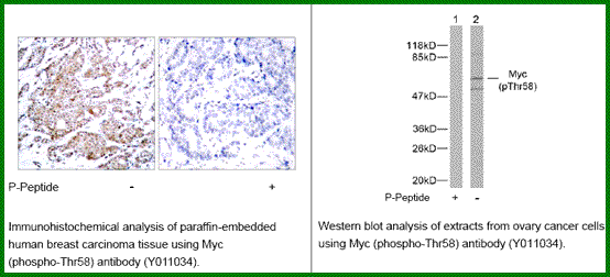 Anti-Myc (Phospho-Thr58)