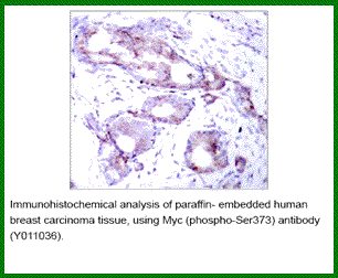 Anti-Myc (Phospho-Ser373)
