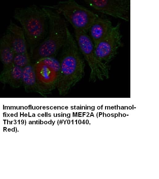 Anti-MEF2A (Phospho-Thr319)