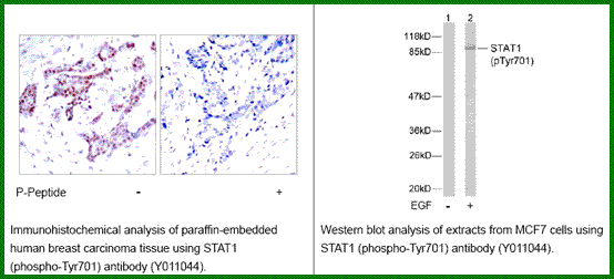 Anti-STAT1 (Phospho-Tyr701)