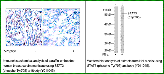 Anti-STAT3 (Phospho-Tyr705)