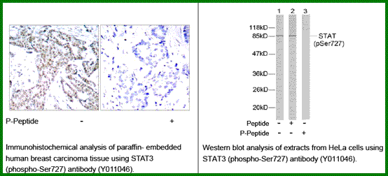 Anti-STAT3 (Phospho-Ser727)