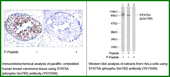 Anti-STAT5A (Phospho-Ser780)