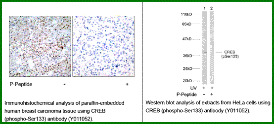 Anti-CREB (Phospho-Ser133)