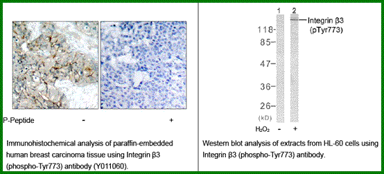 Anti-Integrin &szlig;3 (Phospho-Tyr773)