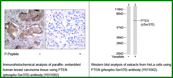 Anti-PTEN (Phospho-Ser370)