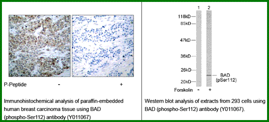 Anti-BAD (Phospho-Ser112)