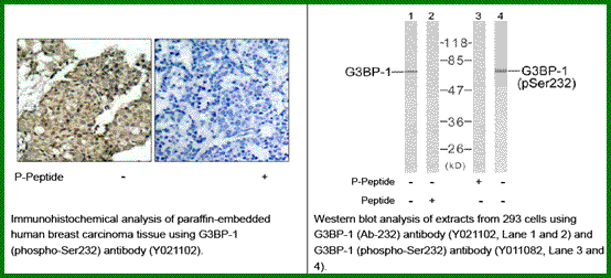 Anti-G3BP-1 (Phospho-Ser232)