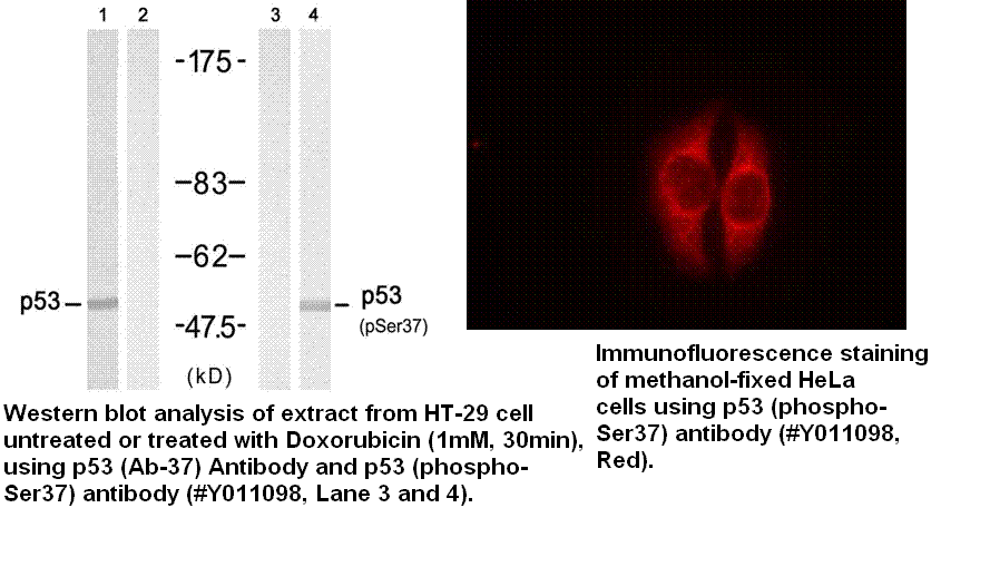 Anti-p53 (Phospho-Ser37)