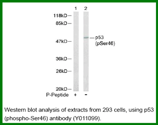 Anti-p53 (Phospho-Ser46)
