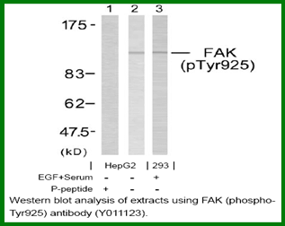 Anti-FAK (Phospho-Tyr925)