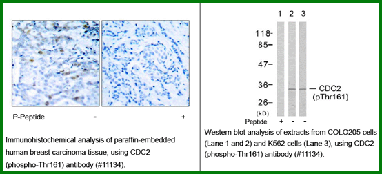 Anti-CDC2 (Phospho-Thr161)