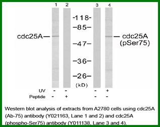 Anti-cdc25A (Phospho-Ser75)