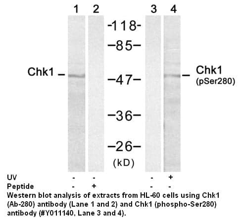 Anti-Chk1 (Phospho-Ser280)
