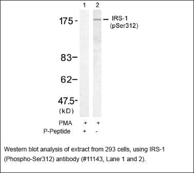 Anti-IRS-1(Phospho-Ser312)