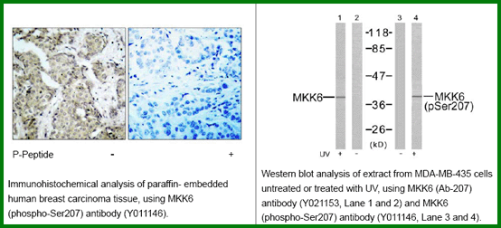 Anti-MKK6 (Phospho-Ser207)