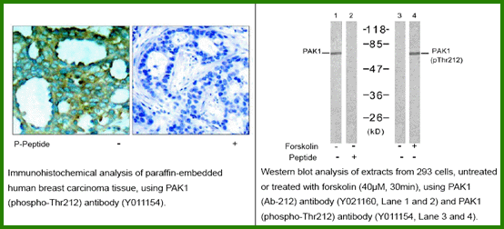Anti-PAK1 (Phospho-Thr212)