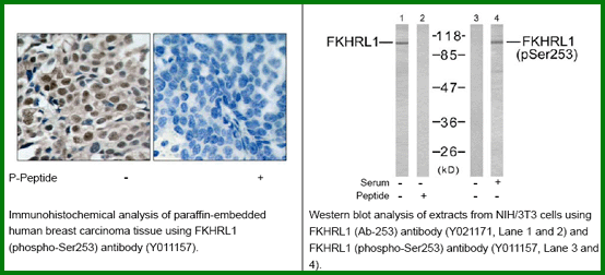 Anti-FKHRL1 (Phospho-Ser253)