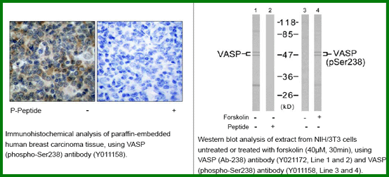 Anti-VASP (Phospho-Ser238)
