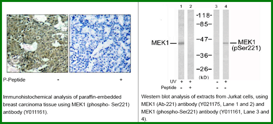 Anti-MEK1 (Phospho-Ser221)