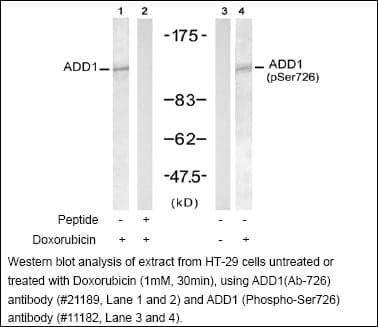 Anti-ADD1 (Phospho-Ser726)
