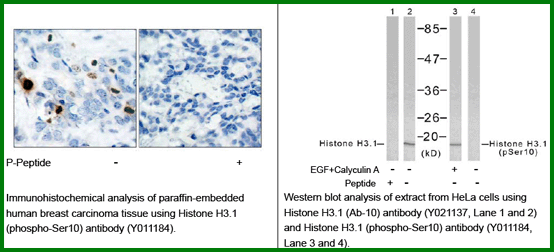 Anti-Histone H3.1 (Phospho-Ser10)