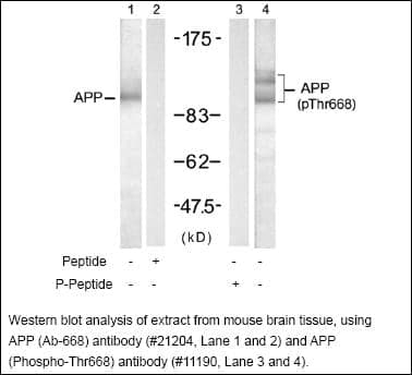 Anti-APP (Phospho-Thr668)