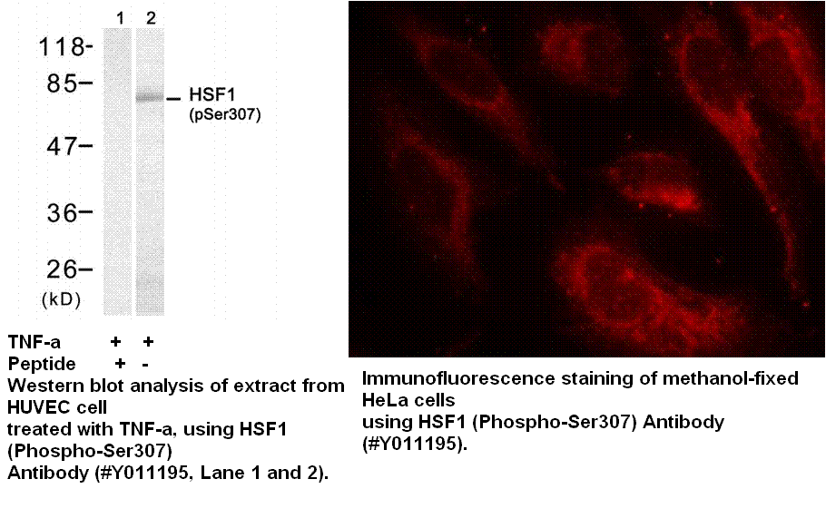 Anti-HSF1 (Phospho-Ser307)
