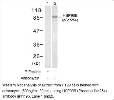 Anti-HSP90B (Phospho-Ser254)