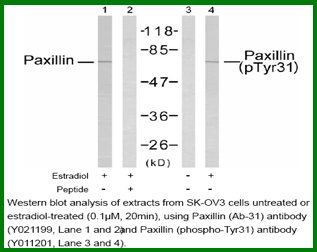 Anti-Paxillin (Phospho-Tyr31)