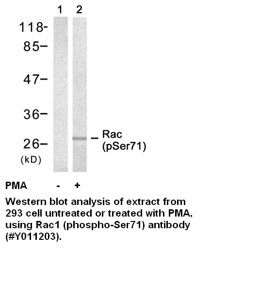 Anti-Rac1 (Phospho-Ser71)